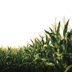 Tall green corn stalks with yellow tassels against a black background maize field, Isolated On White, Png Transparent, Cut Out