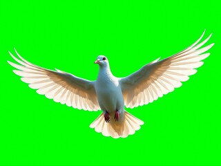 Obraz premium Bird in Flight, Wildlife, Nature, Photo, Green Background, Aerial View, Freedom Concept