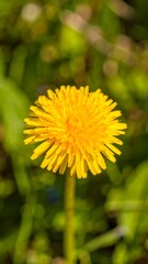 Naklejka premium Close-up of a bright yellow dandelion
