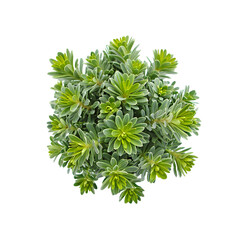 Aerial View of Lush Green Creeper Plant,  Vibrant Spring Foliage, Isolated on Black Background