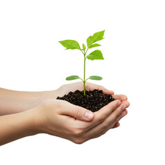 Light-skinned person's clean cupped hands gently hold a vibrant green plant seedling with roots in dark soil, against a transparent studio background. Concept of environmental care and sustainable