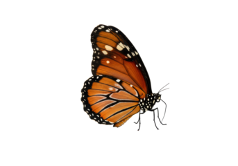 Pristine Queen butterfly (Danaus gilippus), vibrantly orange and black, intricate wings, delicate antennae, isolated on pure bright white studio background, concept of transformation and growth