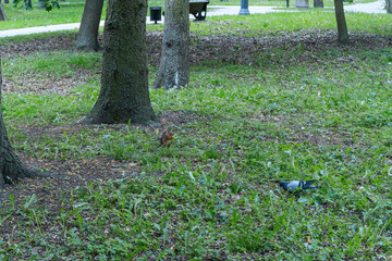 A Curious Squirrel And Pigeon Sharing A Moment In A Lush Green Park. Unexpected Encounter Of Urban Wildlife Symbolizing Harmony In Diversity.