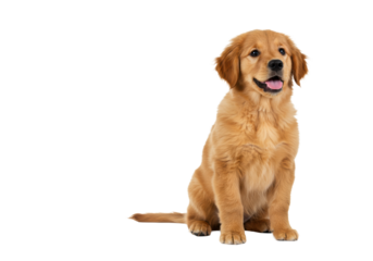 A young, fluffy golden retriever puppy with bright eyes and golden fur, sitting attentively on a transparent studio background with soft high-key lighting. Concept of joy and innocent charm