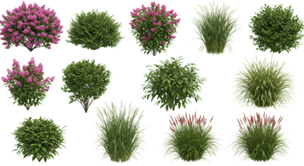 Twelve distinct plants: pink flowering bushes, green shrubs, and tall ornamental grasses with red and white accents, isolated on white. Botanical design concept