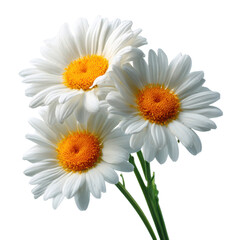 Three White Daisy Flowers with Yellow Centers on Black Background graphic design, Isolated On White, Png Transparent, Cut Out