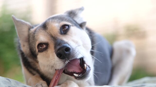Natural dried treats for dogs for teeth cleaning and training. cute mixed breed dog eating dry beef penis treat lying at rug at home