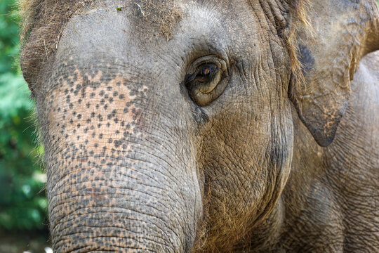 Close up The face elephant is big wildlift animal for texture and pattern skin