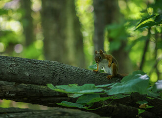 Red squirrel scratching on tree branch in forest