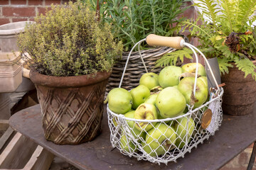 Organic green apples in vintage basket  - rustic setting. Perfect for themes of healthy eating, organic farming, natural produce and countryside lifestyle