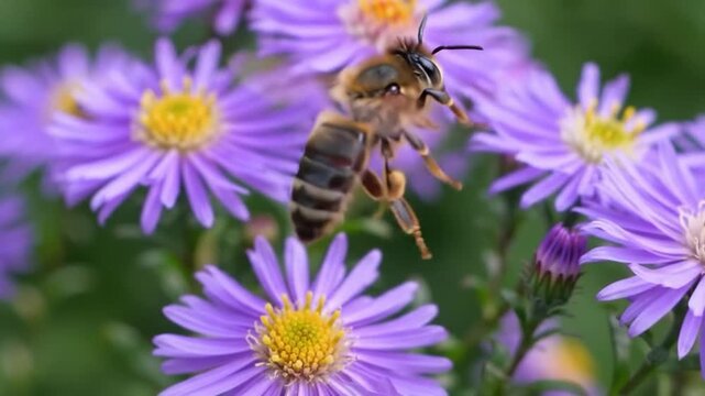 Bee collecting pollen from purple aster flowers