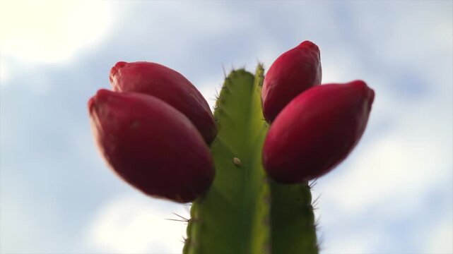 Red cactus fruit on the tree, Jamacaru species.