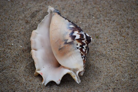 Spider Conch Lambis chiragra Seashell on Sand