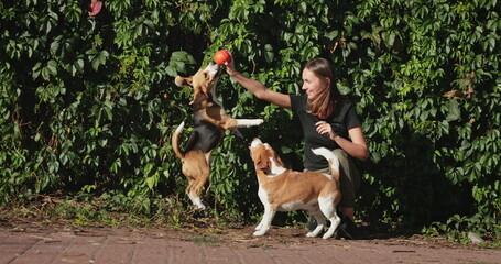 Young woman, likely a dog sitter or volunteer at a shelter, joyfully playing with two beagle dogs in a park, holding a ball and enjoying the sunny day outdoors