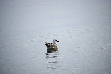 Silver gull floating calmly in the sea