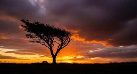 Fototapeta premium Solitary Tree Silhouette During Dramatic Sunset Over Open Landscape