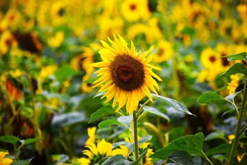 Fototapeta premium Sunflower Field under Clear Blue Summer Sky