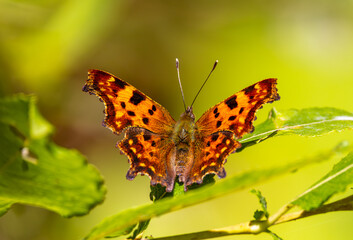 Close-up of a Comma butterfly standing on a flower