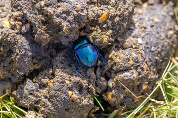 Close-up of a spring dor beetle (Trypocopris vernalis) in a dung