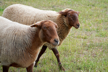 Fototapeta premium two brown sheep graze in a green pasture on a sunny day