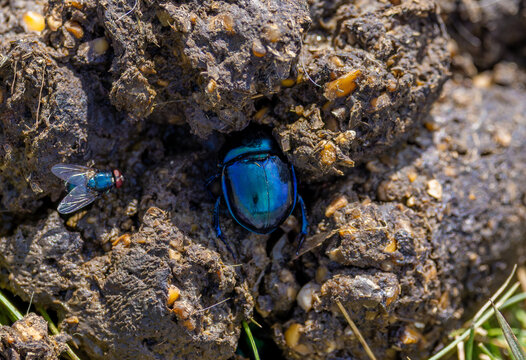 A spring dor beetle (Trypocopris vernalis) on a droppings