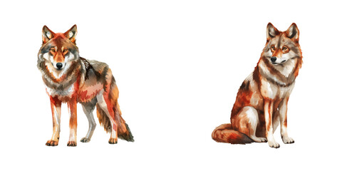 red wolf watercolor vector illustration © Dar