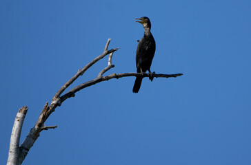 a great cormorant (phalacrocorax carbo) sits on a bare branch against a clear blue sky