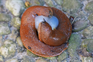 a close up view of a slug (arion rufus) next to a cluster of its own eggs