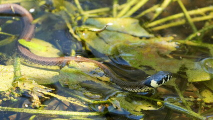a grass snake (natrix natrix) swimming in the water among green and yellow plants