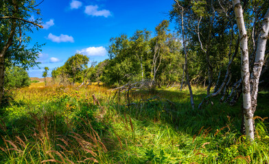 Norderney summer landscape panorama in the east of the island with gnarled trees in a small forest on sandy soil. Dunes in the background of the Wadden Sea National Park. Typical North Sea vegetation.