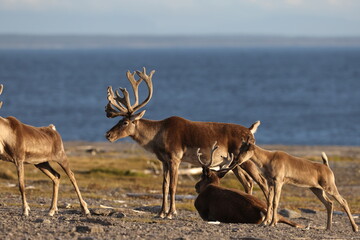 Caribou