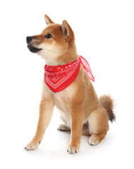 Cute Shiba Inu puppy with red bandana on white background