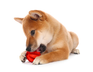 Cute Shiba Inu puppy playing with ball on white background