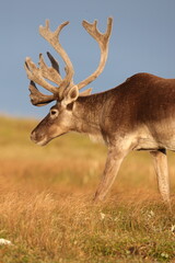 Caribou