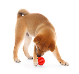 Cute Shiba Inu puppy playing with ball on white background