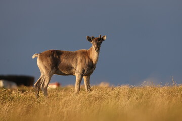 Caribou