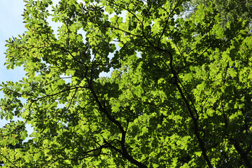 Beautiful tree crown with green leaves growing under blue sky, bottom view
