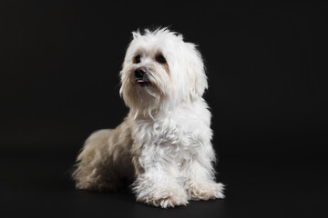 Cute white Maltese dog on black background