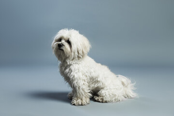 Cute white Maltese dog on light grey background