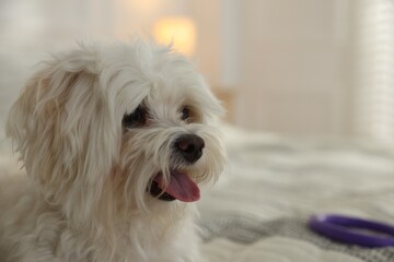 Cute white Maltese dog on bed at home, space for text
