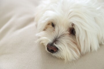 Cute white Maltese dog on sofa at home, closeup