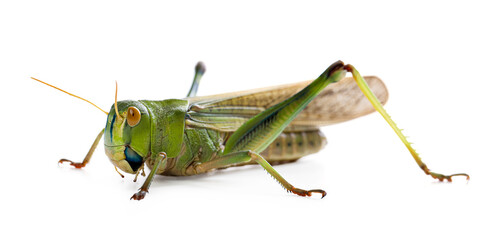 One locust on white background. Wild insect