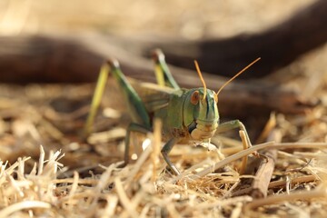One locust on dry grass outdoors, closeup