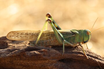 One locust on snag against blurred background, closeup