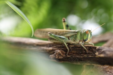 One locust on branch outdoors, closeup. Wild insect