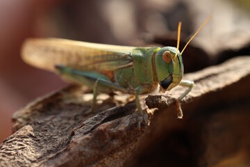 One locust on snag against blurred background, closeup. Wild insect