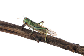 Fototapeta premium One locust on snag against white background. Wild insect