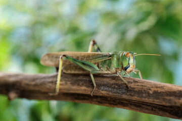 One locust on branch outdoors, closeup. Wild insect