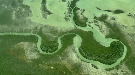 Aerial view of a coastal mangrove swamp in Belize.