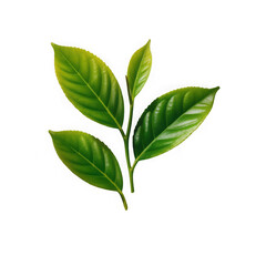 Fototapeta premium Green tea leaf collection isolated on white background.